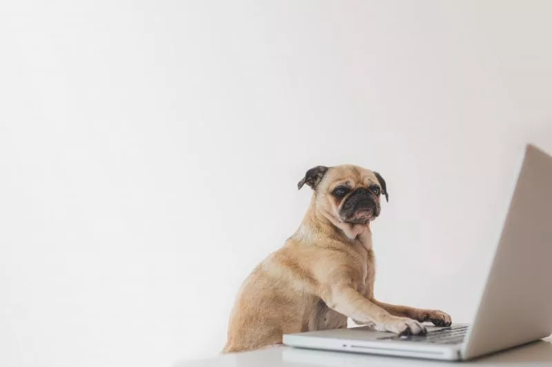 business pug